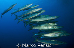 My first photo in the Red Sea with the G9 Blackfin Barrac... by Marko Perisic 